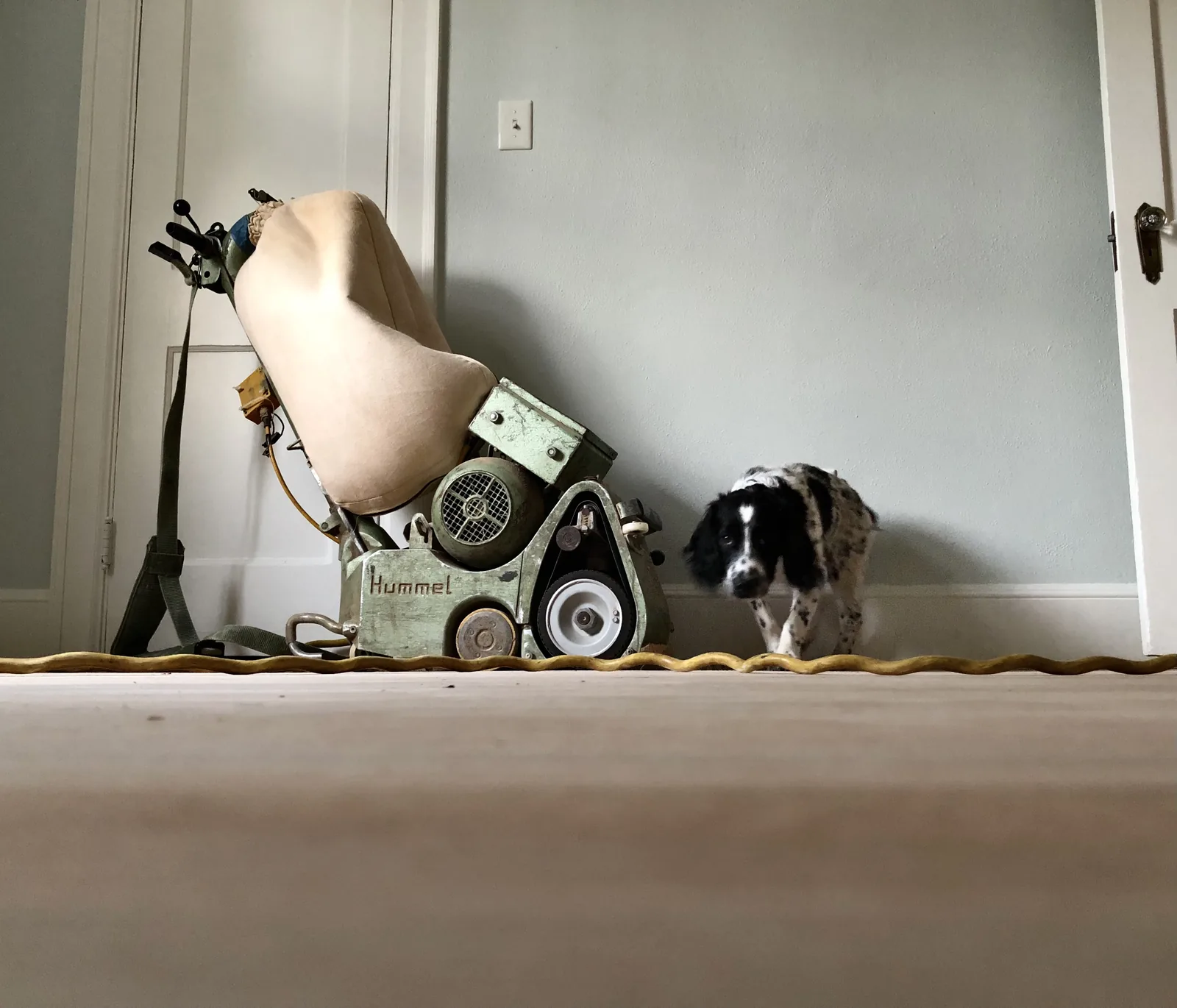 Floor buffer working across richly stained golden oak flooring