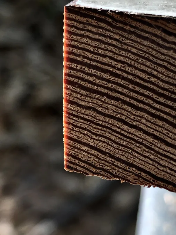 Extreme close-up of a board end showing tightly spaced annual growth rings